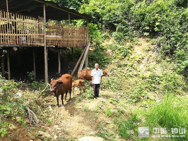 珊瑚镇未来繁荣蓝图，最新发展规划揭秘