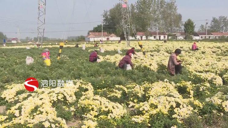 张家圩镇新项目，引领地方发展的强大动力源泉